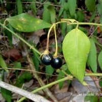 Jasminum angustifolium (L.) Willd.